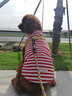 ISPET狗狗衣服宠物泰迪猫咪衣服金毛大中小型犬薄款四季通用&新疆棉 红色-部分码数升级两袖 S 建议2-4斤 实拍图
