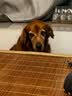 耐吉斯冻干生骨肉狗粮酶解鲜肉无谷低敏成犬幼犬老年犬低敏全价犬粮 鲜鸭肉梨配方1.5kg 实拍图