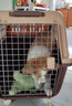 华元宠具（hoopet）宠物航空箱狗狗大号笼子外出车载狗窝猫笼猫背包外出猫咪航空箱 【普通款】咖色款 四号箱（建议75斤以下犬猫） 实拍图