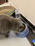 hoopet猫碗双碗不锈钢狗狗碗宠物猫粮食盆自动饮水器水碗喂食器陶瓷用品 三合一宠物碗-莫蓝 实拍图