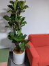 仙植缘 琴叶榕盆栽大型绿植观叶植物室内客厅办公室北欧绿植同城配送 粗杆分叉（白瓷盆）约1.6米 晒单实拍图
