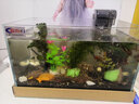 正楷水草种子鱼缸水草生态缸水草水培植物种子大对叶种子造景水草鱼缸 随机(六种种子) 实拍图