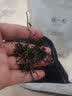 陈一凡 小叶苦丁茶青山绿水四川峨眉山嫩芽茶叶新茶花草茶散装袋装250克 实拍图