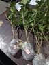 益绮椛桂花树苗盆栽四季开花庭院绿化美观室内外地栽大树浓香型花卉绿植 四季沉香 3年苗【明年开花】 实拍图