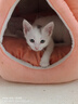 美人喵小安心猫粮幼猫1到3月奶糕专用离乳期4到12月全价小猫奶猫幼猫粮 【1-12月】冻干3拼幼猫粮2斤 实拍图