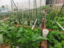 菜园黄瓜爬藤架花架葡萄架子阳台豆角架植物园艺花支架固定支撑杆 直径20mm长度240cm20支 中等 实拍图