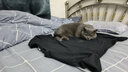 华元宠具（hoopet）引力水箱猫梳子去浮毛神器长短毛猫咪梳毛专用清理梳毛刷宠物用品  带水箱长毛用粉-含免洗液+湿巾 实拍图