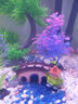 森森（SUNSUN） 玻璃砂鱼缸装饰造景蓝色玻璃珠水族箱饰品底沙鱼缸造景石底砂 海蓝玻璃砂250g 实拍图