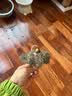 贵为（GiGwi）发声猫玩具小猫幼猫自嗨解闷逗磨牙耐咬猫咪玩具逗猫棒蜜蜂 实拍图