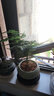 开时果 文竹盆栽桌面摆件盆景 办公室植物竹子水培绿植盆景源头直发包邮 绿色椭圆盆+苔藓+底座 实拍图