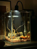 boxtech变焦水族射灯原生南美鱼缸灯三湖水草龟缸LED灯夹灯夜灯三色灯 10W旋钮款黄白三色- 铝合金支架-不可调焦 实拍图