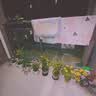 花竹恋杜鹃花四季开花盆栽花卉绿植阳台办公室红掌室内盆栽盆景大型绿植 茉莉 含盆栽好发货高度40厘米左右 实拍图