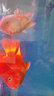 森森（SUNSUN）鱼缸灯变色LED灯潜水照明水族箱造景灯龙鱼防水灯管 （三色可变）60cm双排灯珠9W（带开关） 实拍图