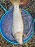 美人鱼（Mermaid）上海美人鱼美人鱼鱼线寻途大物线100米钓鱼线 主线100米 4.0 实拍图