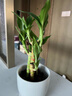 绿有意步步高观音竹富贵荷花竹水养土培盆栽室内桌摆植物吸甲醛水培植物 冰裂陶瓷盆+富贵竹+复古底座 含盆 实拍图