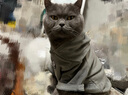 Lanswood 猫咪衣服防掉毛猫衣服冬保暖布偶猫无毛猫衣服搞笑狗狗宠物衣服 主图款【复合卫衣】灰 M (建议5-8斤背长30胸围39-44cm) 实拍图