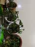 腾云枫  买三盆发4盆乐清 雁荡山铁皮石斛苗25株带盆发货 可种可吃 40株以上（带盆基质和种植说明） 实拍图