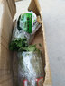 菊花花苗大菊花苗室内外观花阳台庭院花卉绿植物盆栽四季开花 千尺飞流 实拍图