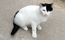 狼孩儿猫粮幼猫粮成猫粮英短美短加菲猫波斯折耳室内猫流浪猫粮深海鱼 20kg(美味海洋鱼40斤装) 实拍图