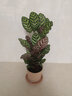 室内绿植花卉盆栽孔雀竹芋 猫眼彩虹绿植盆栽植物 大孔雀40-60厘米高 原盆原土发货 含原装简易塑料盆 实拍图