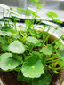 若绿铜钱草盆栽套餐 室内盆栽植物土培水培花卉绿植源头直发包邮 铜钱草二盆(原土带叶发货） 实拍图
