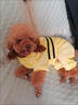 阿莫尔网红猫咪衣服秋冬季搞怪狗狗衣服可爱搞笑小型猫犬四脚衣连帽泰迪 皮卡丘变身装 XS(建议1-3斤具体参考胸围背长) 实拍图
