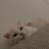 爱立方鸡肉粒补钙猫咪零食猫粮生骨肉宠物鸡胸肉主食冻干猫零食小鱼干 3罐装（鸡小胸+多春鱼+鹌鹑） 实拍图