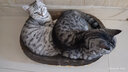 新宠之康狗狗羊奶粉猫5g 宠物配方小猫咪猫用幼犬山羊奶粉通用成犬幼猫奶粉奶狗泰迪金毛临期 羊奶粉5g 实拍图
