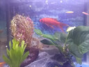 异景园鱼缸水族箱造景水榕沉木活体水草淡水无土植物后景真水草净水增氧 趴地珍珠陀草【自带水草泥】 实拍图