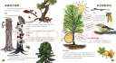 孩子背包里的大自然：发现植物系列 树木、浆果和蘑菇（聪明豆·科学馆 套装共2册）全景沉浸式儿童科普书 少儿百科 实拍图