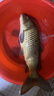 达亿瓦（DAIWA）23新款LBT C 矶 CS Q 手海两用竿远投滑漂矶竿斜导环矶钓竿 3-39（3号-3.9米） 实拍图