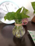 沃绣 水培绿萝 简约创意玻璃水培植物花盆透明风信子花瓶水养绿萝 风信子塑料花瓶+麻绳 中等 实拍图