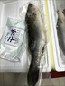 【JD京鲜配送】海鲈鱼新鲜冷冻鲜活开背深海鱼七星鱼海鱼海鲜水产烤鱼 海鲈鱼400-450g/条【3条装】 实拍图