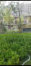 汉轩园林绿化喷雾农用农业草坪浇水灌溉雾化喷头旋转360度自动浇花器 10款 塑料(可控)旋转喷头 4分 实拍图