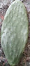 素颜新鲜墨西哥米邦塔仙人掌绿色多肉植物盆栽可食用仙人掌外敷内服 实拍图