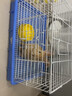 威毕兔笼兔子笼防喷尿兔子笼子大号荷兰猪笼子豚鼠侏儒兔松鼠刺猬 大号 （55.4*37*33）cm 单笼 （颜色随机） 实拍图