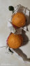 生活＆好管家 四川不知火丑橘大果新鲜水果丑柑橘子丑桔现摘 (70-75mm)中果带箱10斤 实拍图