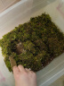 龟真寿 干苔藓 150g 乌龟过冬垫材保温保湿草龟巴西龟冬眠用品保暖苔藓 实拍图