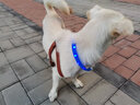 宠哆哆 狗狗发光项圈 宠物狗泰迪荧光项圈脖圈外出夜用品LED发光usb充电小型犬夜间遛狗灯 蓝色可裁剪 S-【建议5-10斤脖圈40cm】 实拍图
