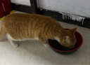 暖居客捕猫笼抓猫神器诱捕黄鼠狼捕捉器抓黄鼠狼流浪猫狗兔子救助工具 62*18*22镀锌 捉1-6斤（可选） 实拍图