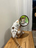 华元宠具（hoopet）猫咪绝育服母猫幼猫宠物小狗狗手术服透气戒奶服公猫防舔术后衣服 实拍图