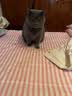 新宠之康宠物猫咪狗狗体内外同驱虫药驱除防治跳蚤耳螨虱子螨虫寄生虫药 【内外同驱滴剂】狗狗＞4-10kg 1ml*3支 实拍图