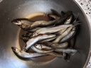 鲜随渔动 满籽多春鱼 1000g 50-60条 多籽鱼鱼子海鲜鱼类生鲜烧烤 4斤装超特大号【15-17厘米】 实拍图