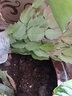 盆栽蟹爪兰花苗 多肉植物 蟹爪兰带根发货办公桌阳台植物 紫红--单株 实拍图
