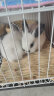 朗缤 兔子活体宠物兔活体新西兰肉兔公主兔小白荷兰侏儒活物兔子宠物 黑耳熊猫公主兔1只 实拍图