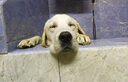 科瑞卡 小型成犬狗粮泰迪柯基比熊鸡肉味冻干双拼天然狗粮 小型成犬粮10KG（肠胃调理） 实拍图