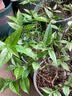 腊梅花腊梅树苗树桩盆景盆栽花卉素心梅冬季开花耐寒庭院植物耐寒不含盆 腊梅5年壮苗（当年开花） 实拍图