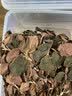 雄在福建南靖金线莲 整株中草药材原料干货 金钱莲端午节盒仿野生官旗 【整珠金线莲】【送4豪礼】 250g*1盒 福建南靖核心产区 多年深山野外种植 实拍图