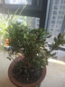 米兰花盆栽 九里香室内阳台盆栽花卉绿植 芳香植物 观花米兰小盆景 米兰 三年苗 实拍图
