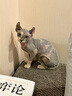 尛宝日本 无毛猫沐浴露500ml猫咪专用宠物斯芬克斯猫控油无泪配方去油 无毛猫专用沐浴露500ml 500ML 实拍图
